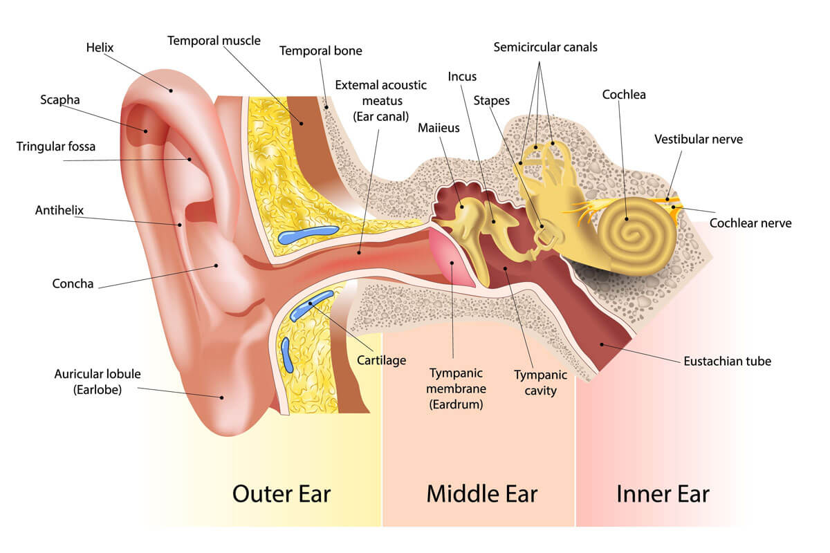 Ear Pain And Ringing ear health information