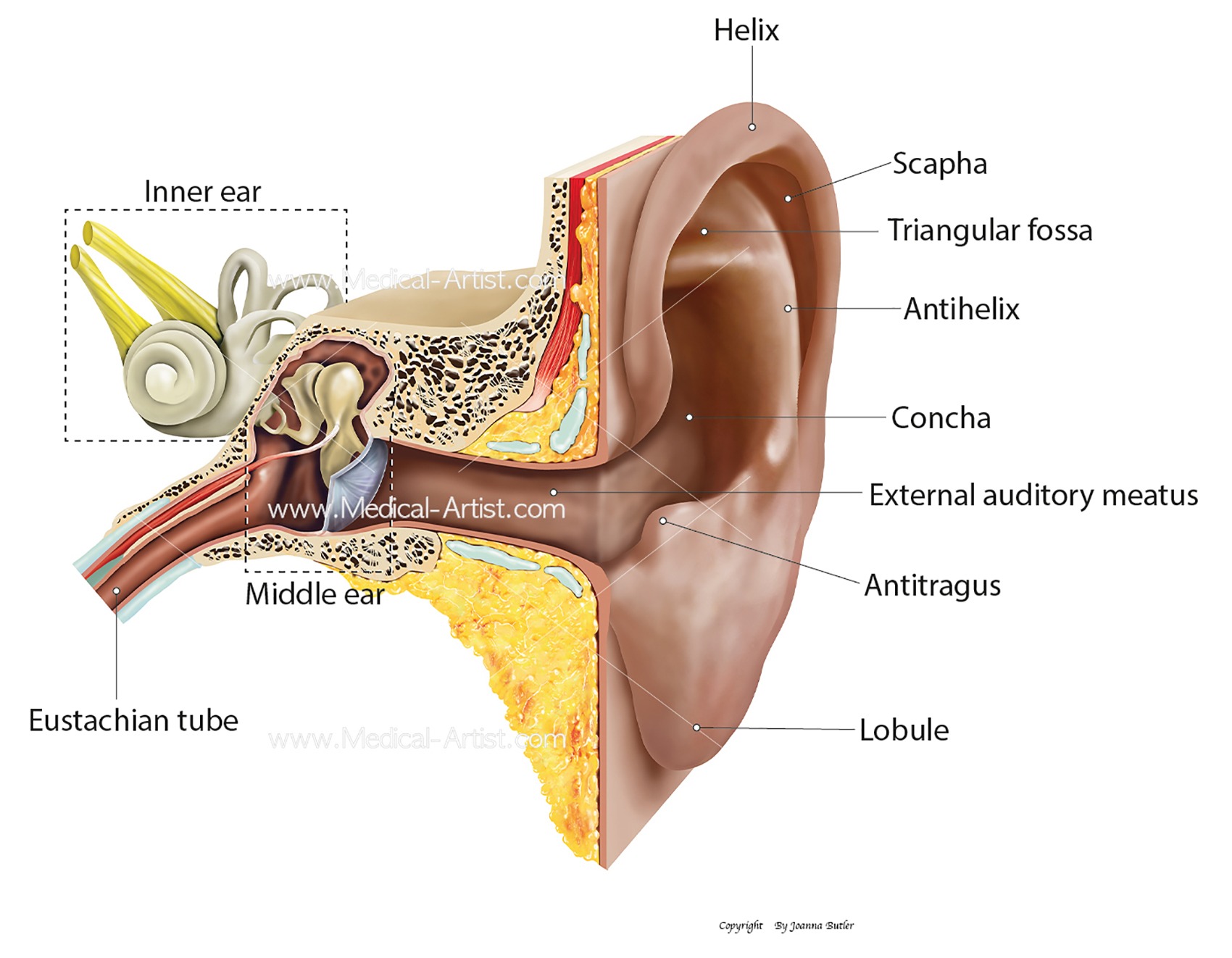 Ear Pain Causes Practical Tips ear health information